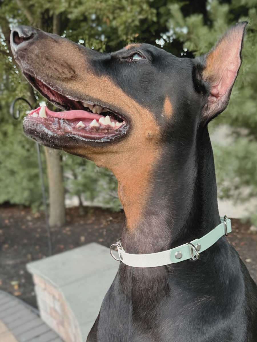 Custom Two-Toned Quick-Release Collar