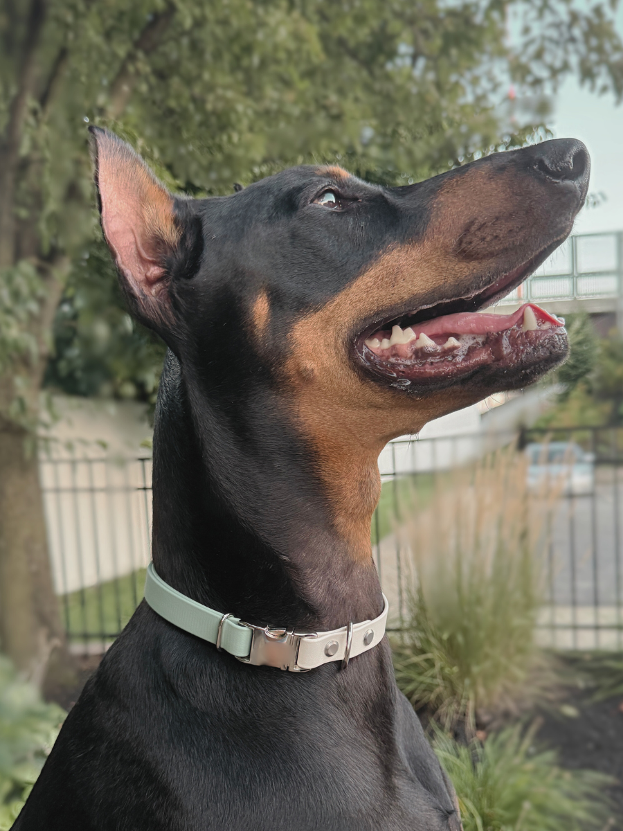 Custom Two-Toned Quick-Release Collar
