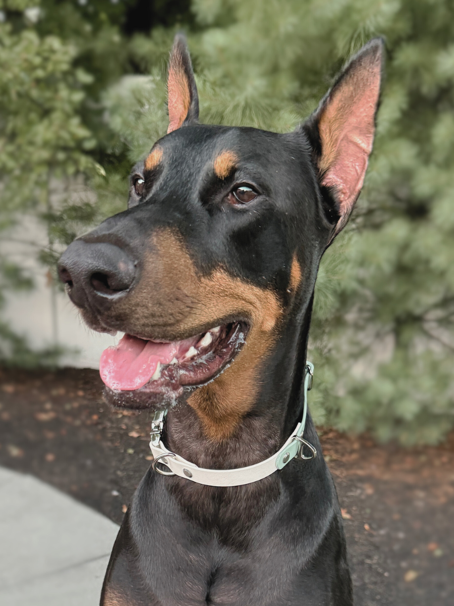 Custom Two-Toned Quick-Release Collar